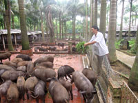Nông thôn Thạch Thất “khoác áo mới”