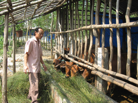 Trồng rừng trên “sa mạc”