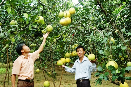 Tín hiệu vui cho bưởi Phúc Trạch sai quả