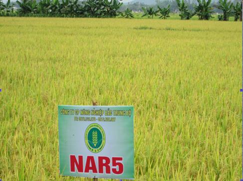 Sản xuất giống lúa NAR5 và Thiên ưu 998 trên địa bàn huyện Can Lộc