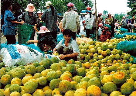 Mùa bưởi Phúc Trạch