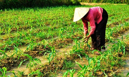 Bổ cứu sản xuất vụ Đông 2013
