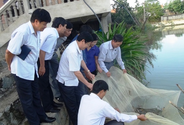 Hiệu quả mô hình nuôi tôm càng xanh trong ao đất