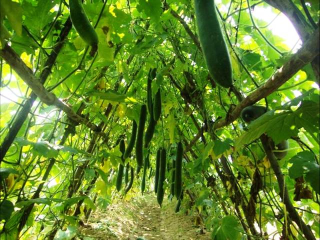 Rau sạch Tượng Sơn