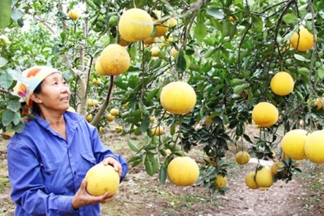 Chính sách gần dân, Tết thêm no ấm