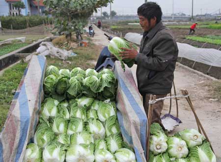 Giá rau trước tết... lao dốc