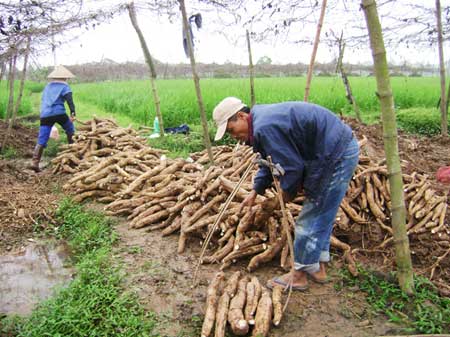 1001 cách làm ăn: Trồng sắn dây
