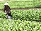 Triển khai nhân rộng các mô hình sản xuất nông nghiệp hiệu quả