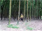 Quảng Nam: Siết chặt trồng cao su