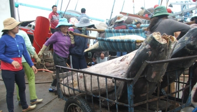 Sôi động cảng cá những ngày cuối năm
