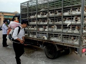 Công điện của Thủ tướng tăng cường phòng chống dịch cúm gia cầm