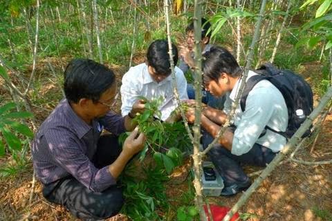 Dự báo sâu bệnh tuần từ 20 - 27/1/2014