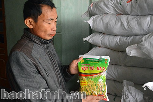 “Vỡ” cơ cấu vì giống VTNA 2 nảy mầm kém!