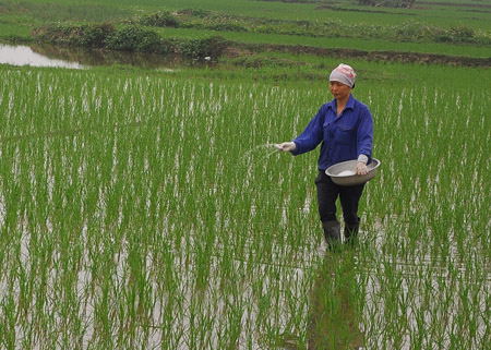 Giá phân bón giảm nhẹ, nông dân mừng