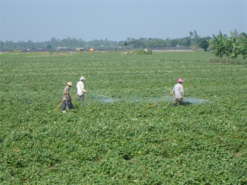 Người Trung Quốc thu mua lá khoai lang
