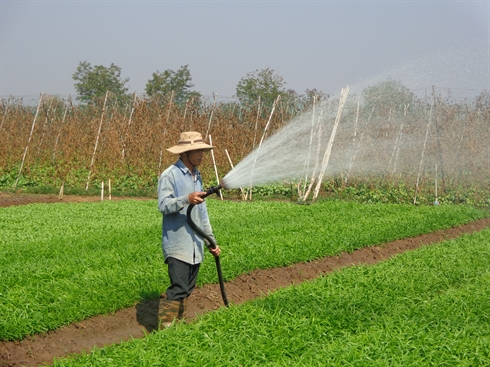Khóc ròng bên ruộng rau