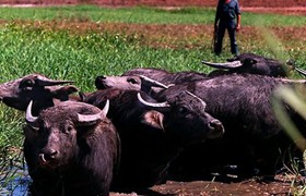 Australia lần đầu tiên xuất khẩu trâu sang Việt Nam