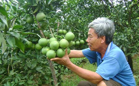 Chuyện thật ở Hoà Bình: Trồng cam “rinh” được cả ô tô