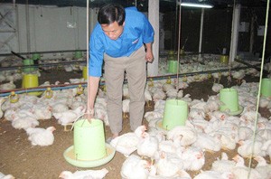 Ngành Chăn nuôi: Tái cơ cấu để tồn tại