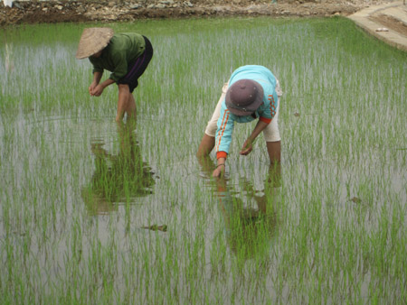 No ấm về với Tường Phong