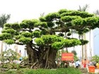 Thu tiền tỷ với nghề làm cây cảnh