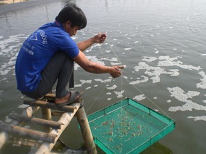 Cần tạm dừng thả giống tôm khi rét đậm tăng cường