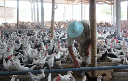 Phát triển mô hình chăn nuôi gà siêu trứng