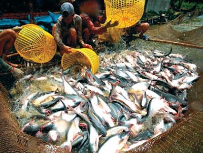 Nông sản Việt tự tin xâm nhập thị trường Trung Quốc?