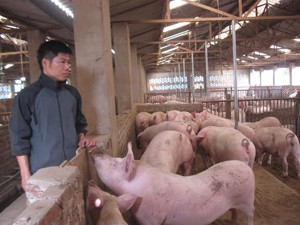 Phát sinh ổ dịch lở mồm long móng