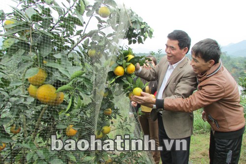 Vũ Quang được mùa cây ăn quả
