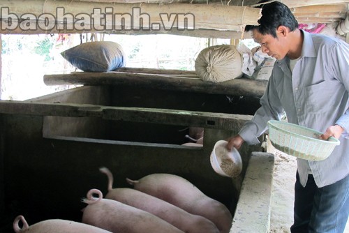 Cần chiến lược và chính sách phù hợp cho chăn nuôi nông hộ