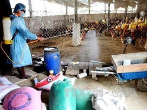 Thực hiện nghiêm túc tháng tiêu độc, khử trùng