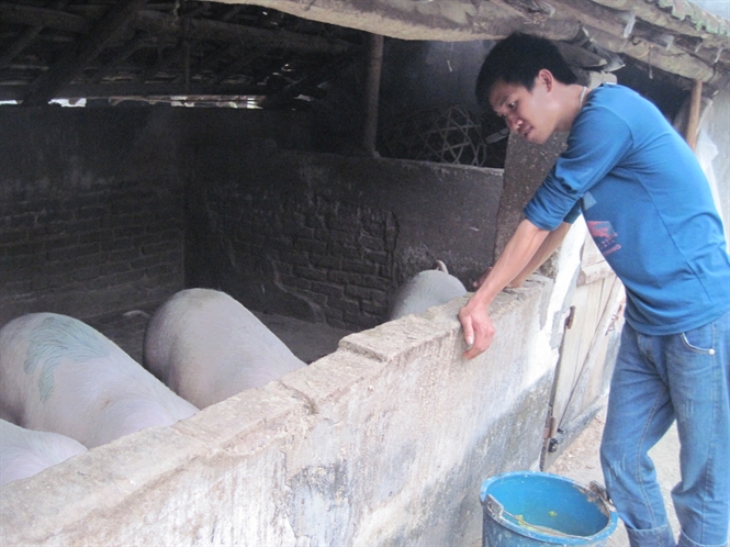 Lợn hơi giảm giá mạnh