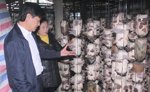 Cẩm Xuyên phát triển mô hình nấm ăn