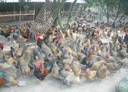 Tránh đẩy người chăn nuôi vào tình huống “khó chồng thêm khó”