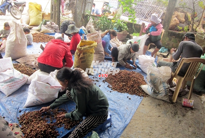 Ồ ạt thu hái hạt mây bán sang Trung Quốc