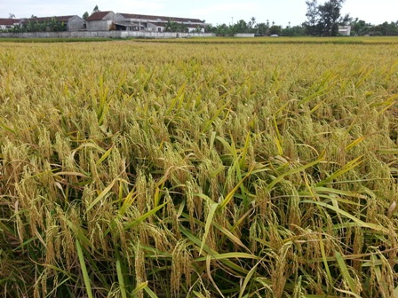 Hồng Lộc đột phá với năng suất đạt trên 75 tạ/ha nhờ đưa giống mới BTE-1 vào sản xuất.