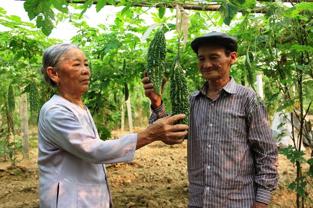 Trồng mướp đắng cho thu nhập cao