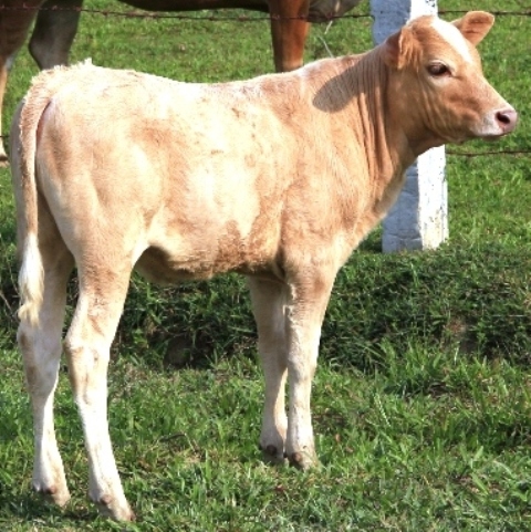 Bò C-harolais 3 tháng tuổi tại xã Thường Nga, huyện Can Lộc