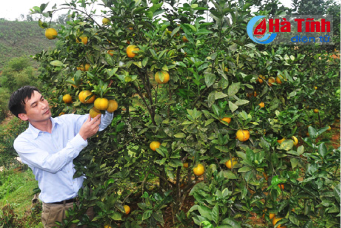 Tham gia Hội Sản xuất và Kinh doanh cam Vũ Quang, các hộ được hỗ trợ về nguồn giống, kỹ thuật và các chính sách đặc thù