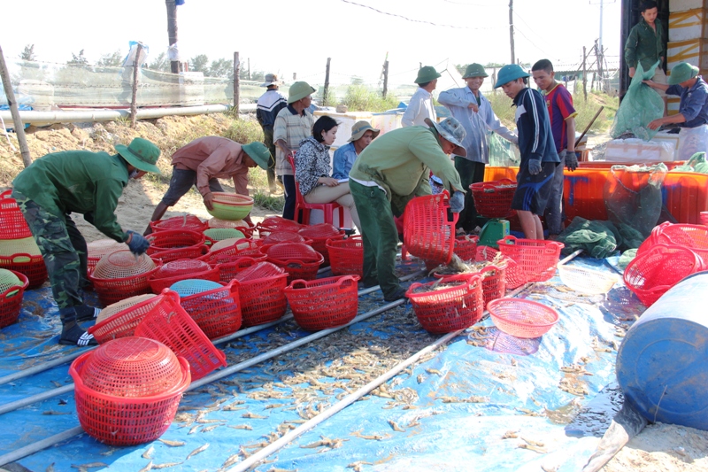 Các thương lái đến tận hồ thu mua tôm