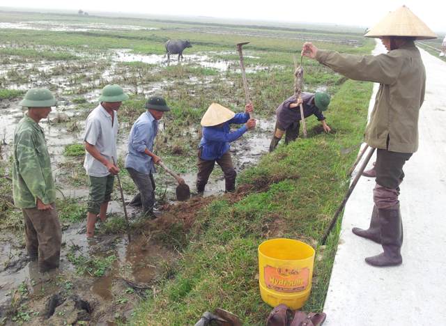 Bà con nhân dân phường Đậu Liêu ra quân diệt chuột bảo vệ mùa màng