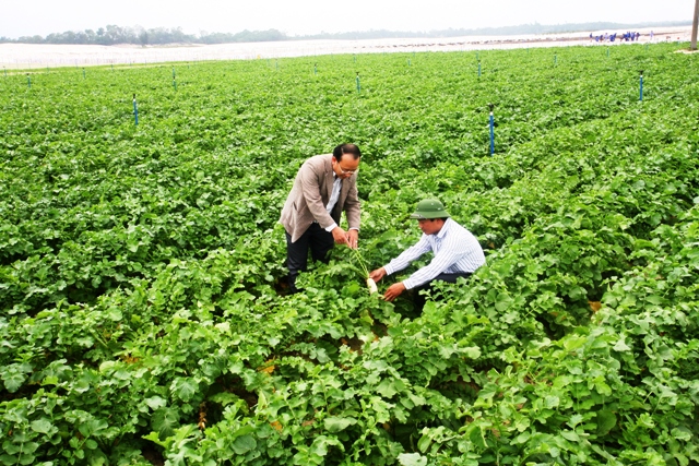 MÔ HÌNH SẢN XUẤT RAU CỦ QUẢ TRÊN CÁT CÓ LIÊN KẾT SẢN XUẤT VÀ TIÊU THỤ SẢN PHẨM THT- Sản xuất rau củ quả Hồng Bắc I