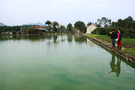 MÔ HÌNH NUÔI CÁ NƯỚC NGỌT QUY MÔ TRANG TRẠI