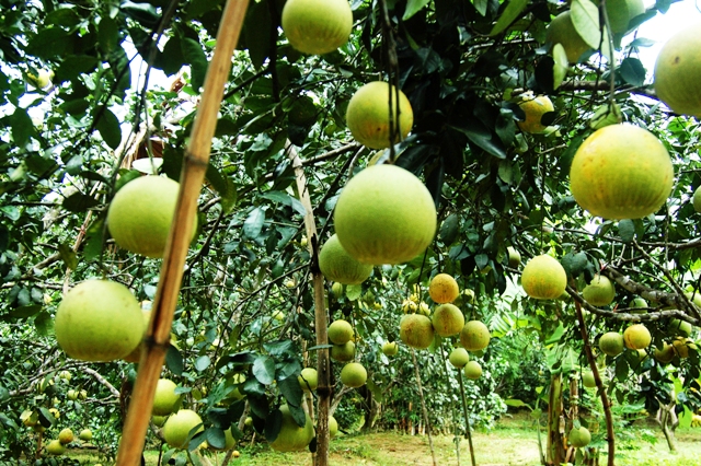 MÔ HÌNH  TRỒNG BƯỞI PHÚC TRẠCH - Nguyễn Văn Cường
