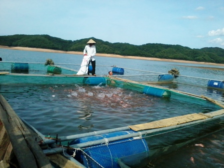 MÔ HÌNH NUÔI CÁ ĐIÊU HỒNG THÂM CANH BẰNG LỒNG TRÊN HỒ CHỨA