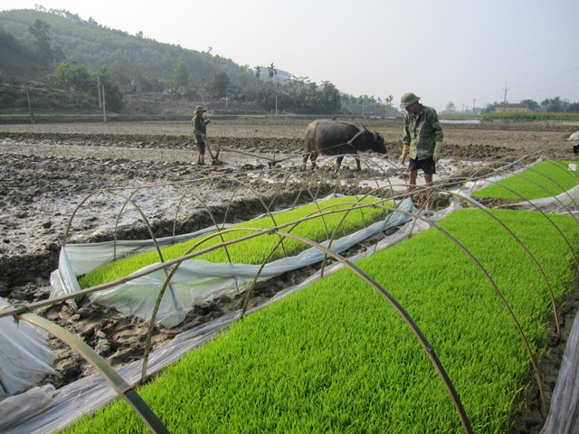 Nhân dân xã Hương Minh chăm sóc mạ xuân