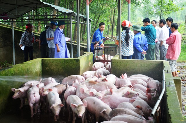 MÔ HÌNH  THT LIÊN KẾT CHĂN NUÔI LỢN XÃ KỲ THƯ