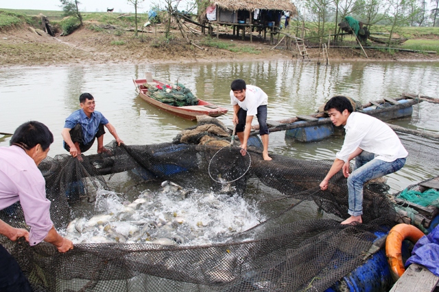 MÔ HÌNH NUÔI CÁ ĐIÊU HỒNG THÂM CANH BẰNG LỒNG TRÊN HỒ CHỨA