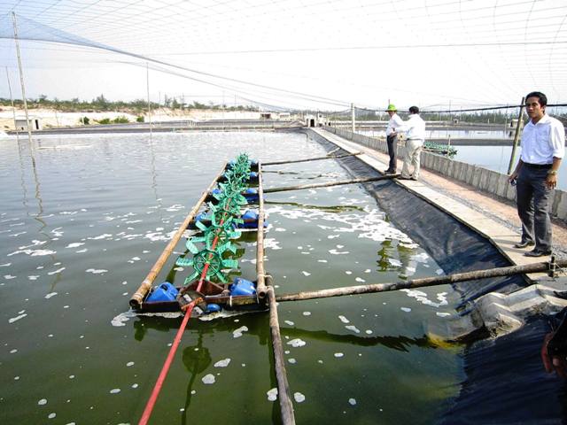 MÔ HÌNH TỔ HỢP TÁC NUÔI TÔM THỊNH VƯỢNG